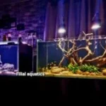 Aquarium Design Madurai, Aquascaping Services, Koi Pond Installation