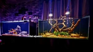 Aquarium Design Madurai, Aquascaping Services, Koi Pond Installation