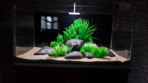 Filial Aquatics, Aquascaping, Aquarium Design