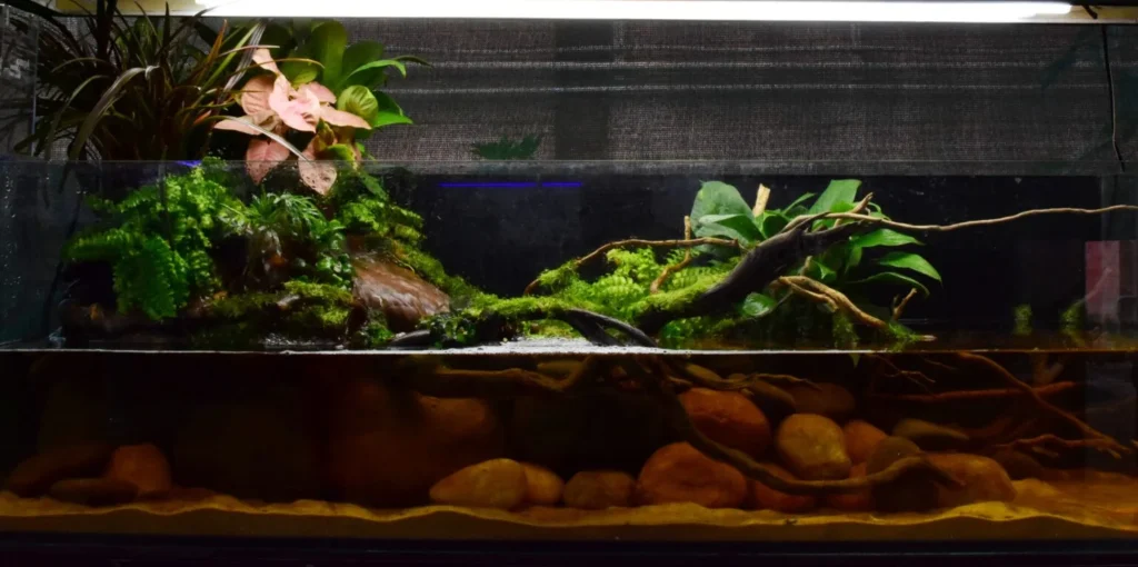 Story of River, Aquatic Ecosystems, Biotope Aquarium